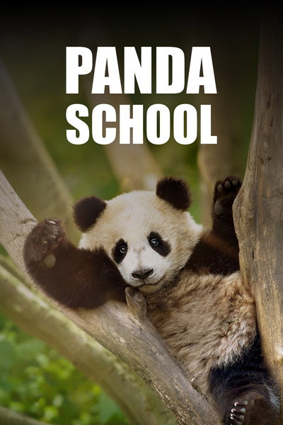 Póster de Panda School