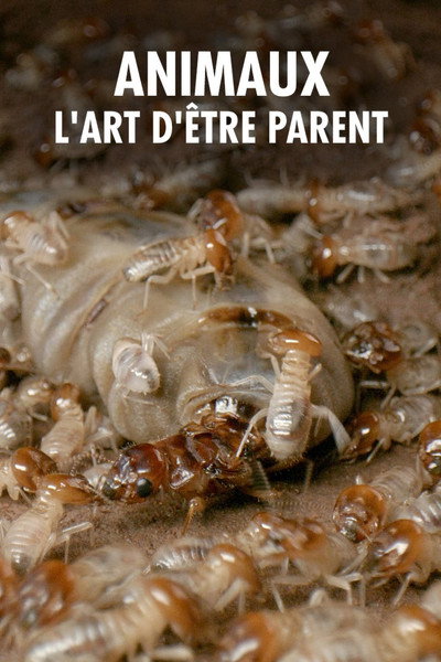 Póster de Parents in the Wild