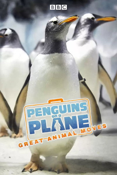 Póster de Penguins on a Plane: Great Animal Moves