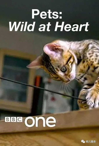 Póster de Pets: Wild at Heart