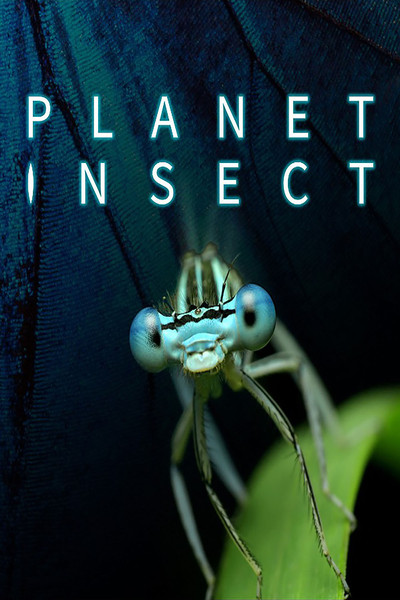 Póster de Planet Insect