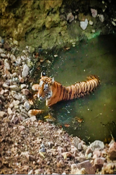 Póster de Planet Safari