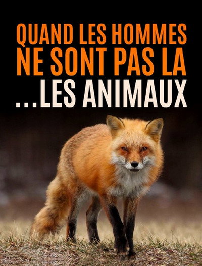 Póster de Quand l'homme n'est pas là... les animaux dansent!