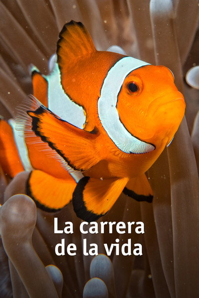 Póster de Race of Life