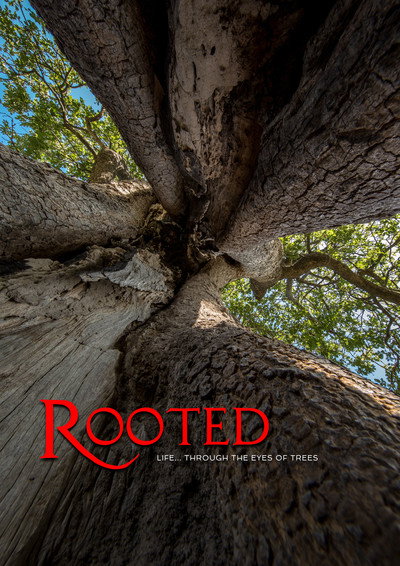 Póster de Rooted