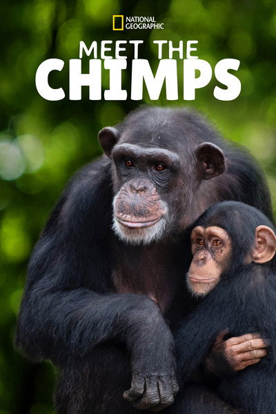 Póster de Santuario de chimpancés