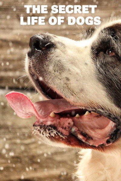 Póster de Secret Life of Dogs