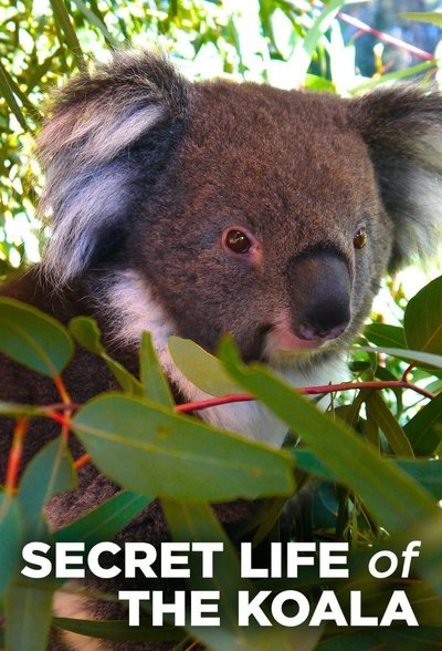 Póster de Secret Life of the Koala