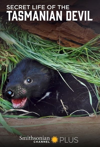 Póster de Secret Life of the Tasmanian Devil