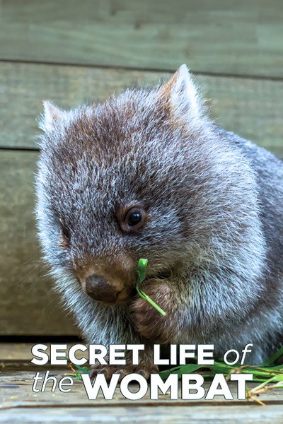 Póster de Secret Life of the Wombat
