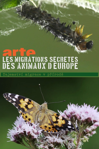 Póster de Secret Migrations