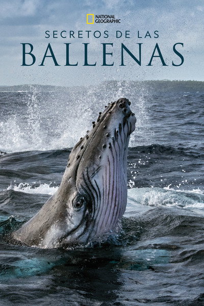 Póster de Secretos de las ballenas