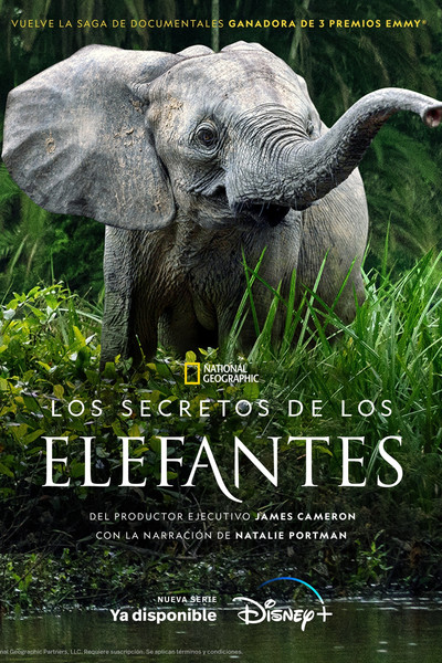 Póster de Secretos de los elefantes