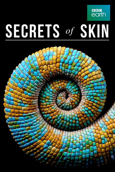 Póster de Secrets of Skin