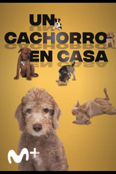 Póster de Six Puppies and Us