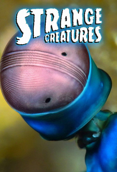 Póster de Strange Creatures
