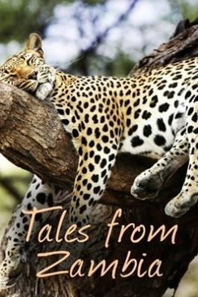 Póster de Tales from Zambia
