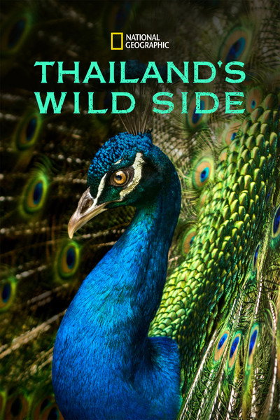 Póster de Thailand's Wild Side