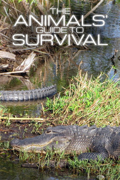 Póster de The Animals' Guide to Survival