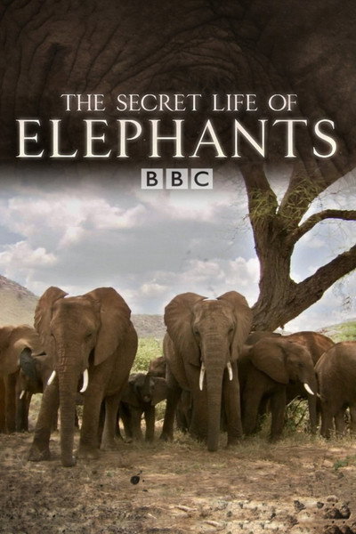 Póster de The Secret Life of Elephants