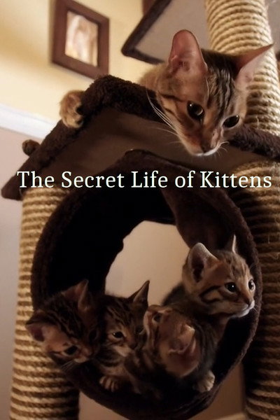 Póster de The Secret Life of Kittens