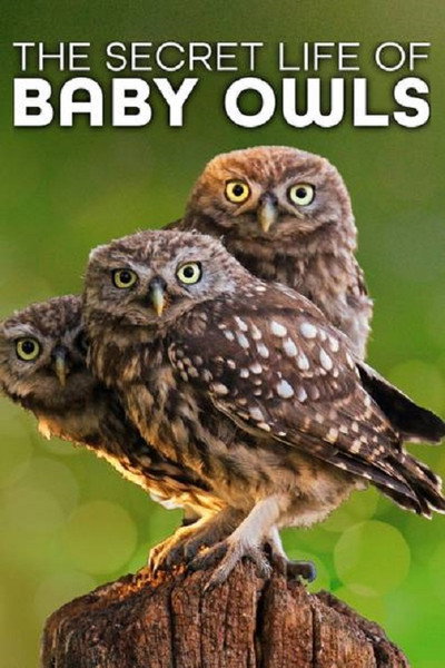 Póster de The Secret Life of Owls