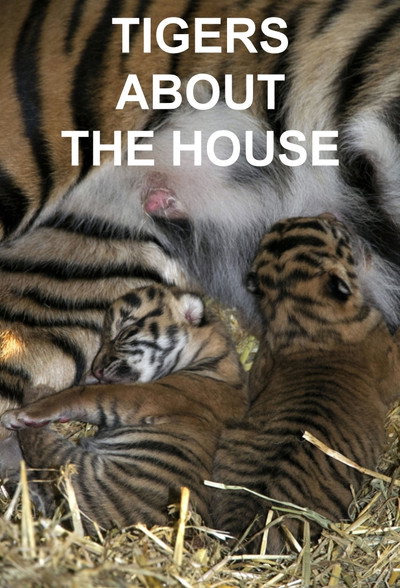 Póster de Tigers About the House