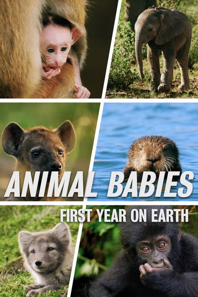 Póster de Un año de tu vida