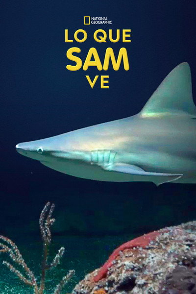Póster de What Sam Sees