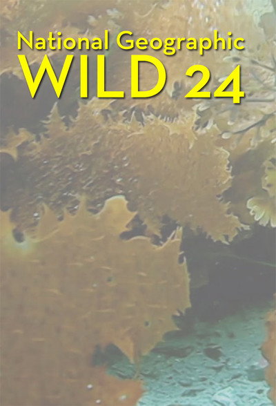 Póster de Wild 24