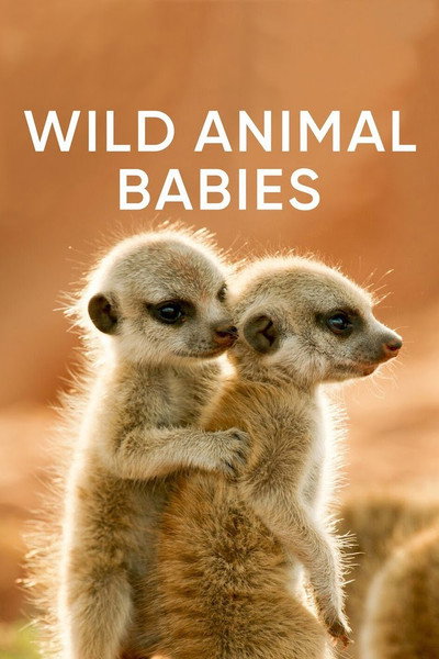 Póster de Wild Animal Babies