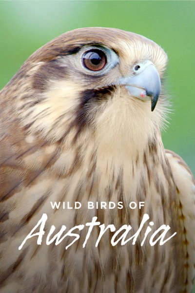 Póster de Wild Birds of Australia
