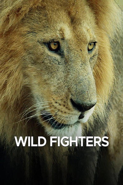 Póster de Wild Fighters