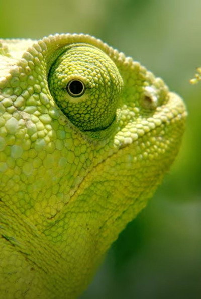 Póster de Wild Senses