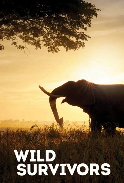 Póster de Wild Survivors