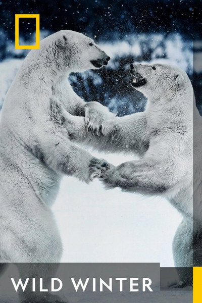 Póster de Wild Winter