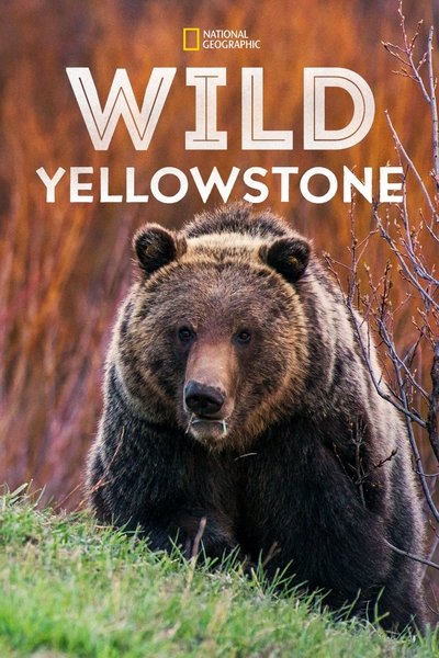 Póster de Wild Yellowstone