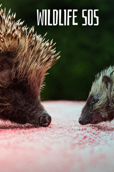 Póster de Wildlife SOS