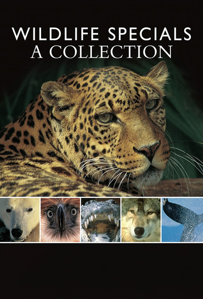 Póster de Wildlife Specials