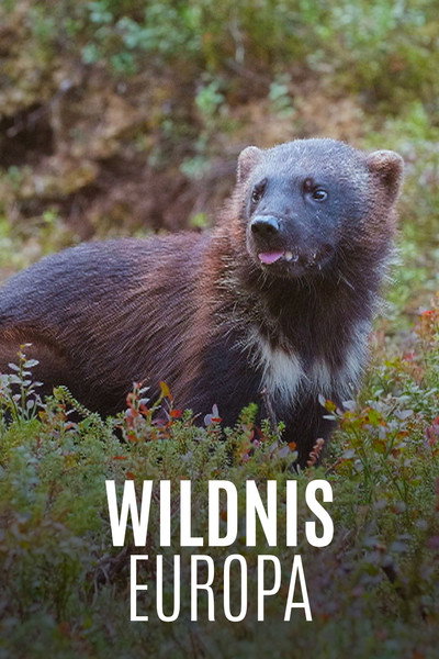 Póster de Wildnis Europa