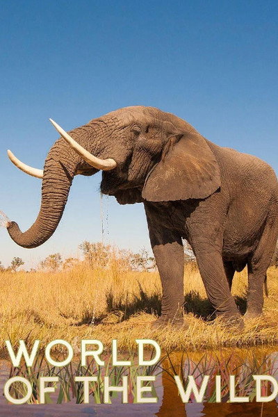 Póster de World of the Wild