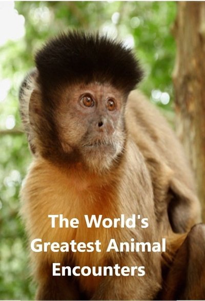 Póster de World's Greatest Animal Encounters