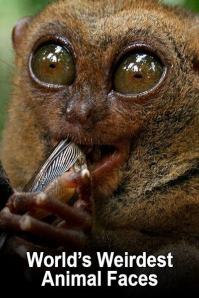 Póster de World's Weirdest Animal Faces