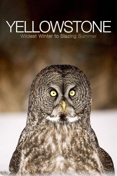 Póster de Yellowstone: Wildest Winter to Blazing Summer