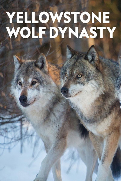 Póster de Yellowstone Wolf Dynasty